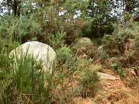 Champs de Menhirs